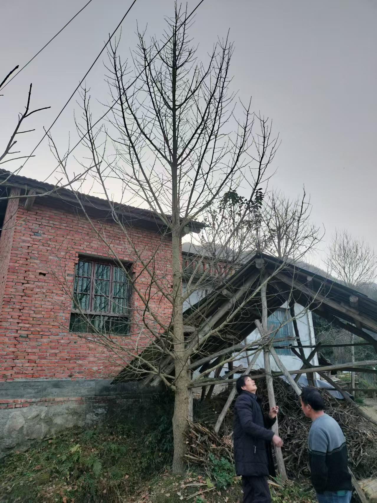绿植