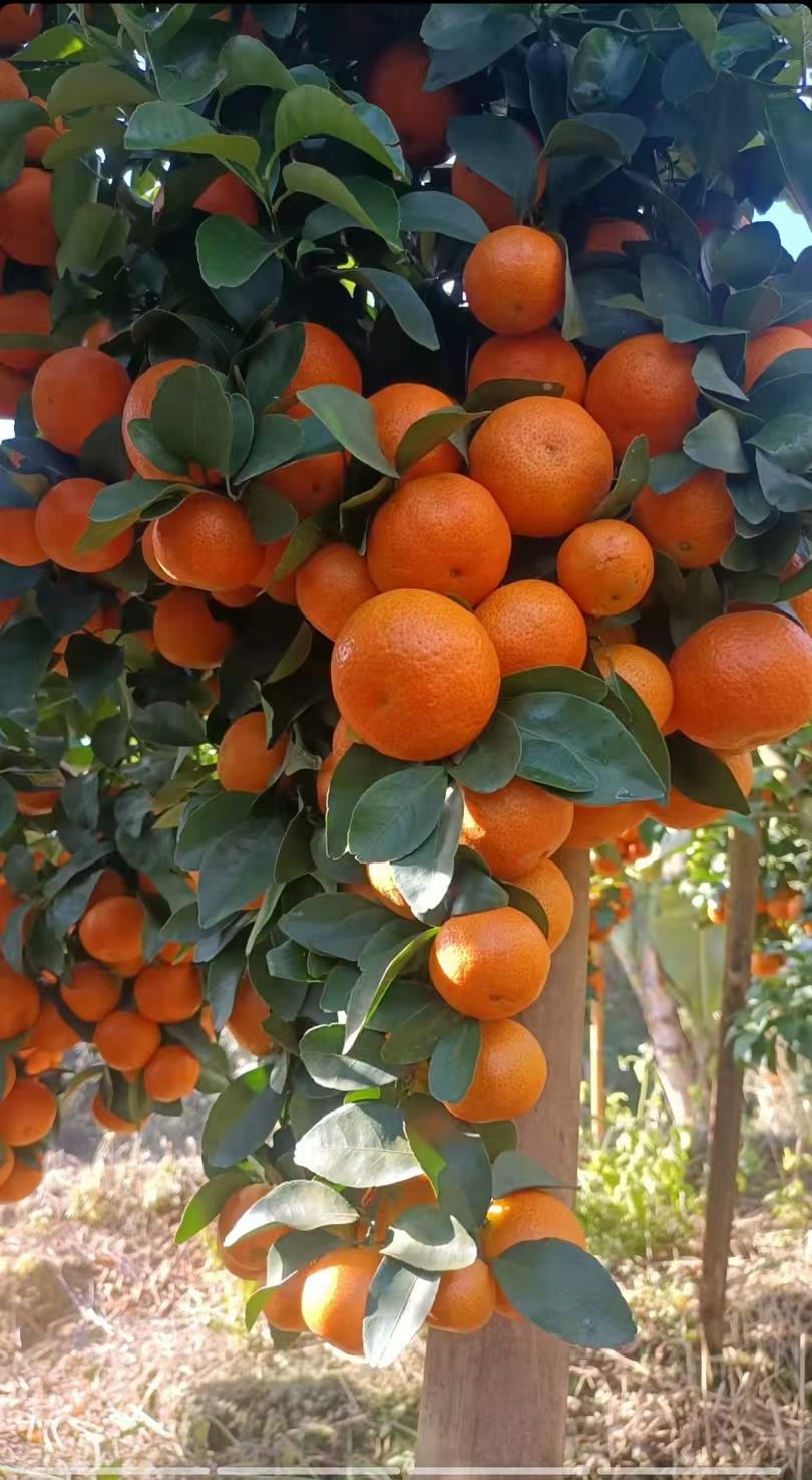 果树