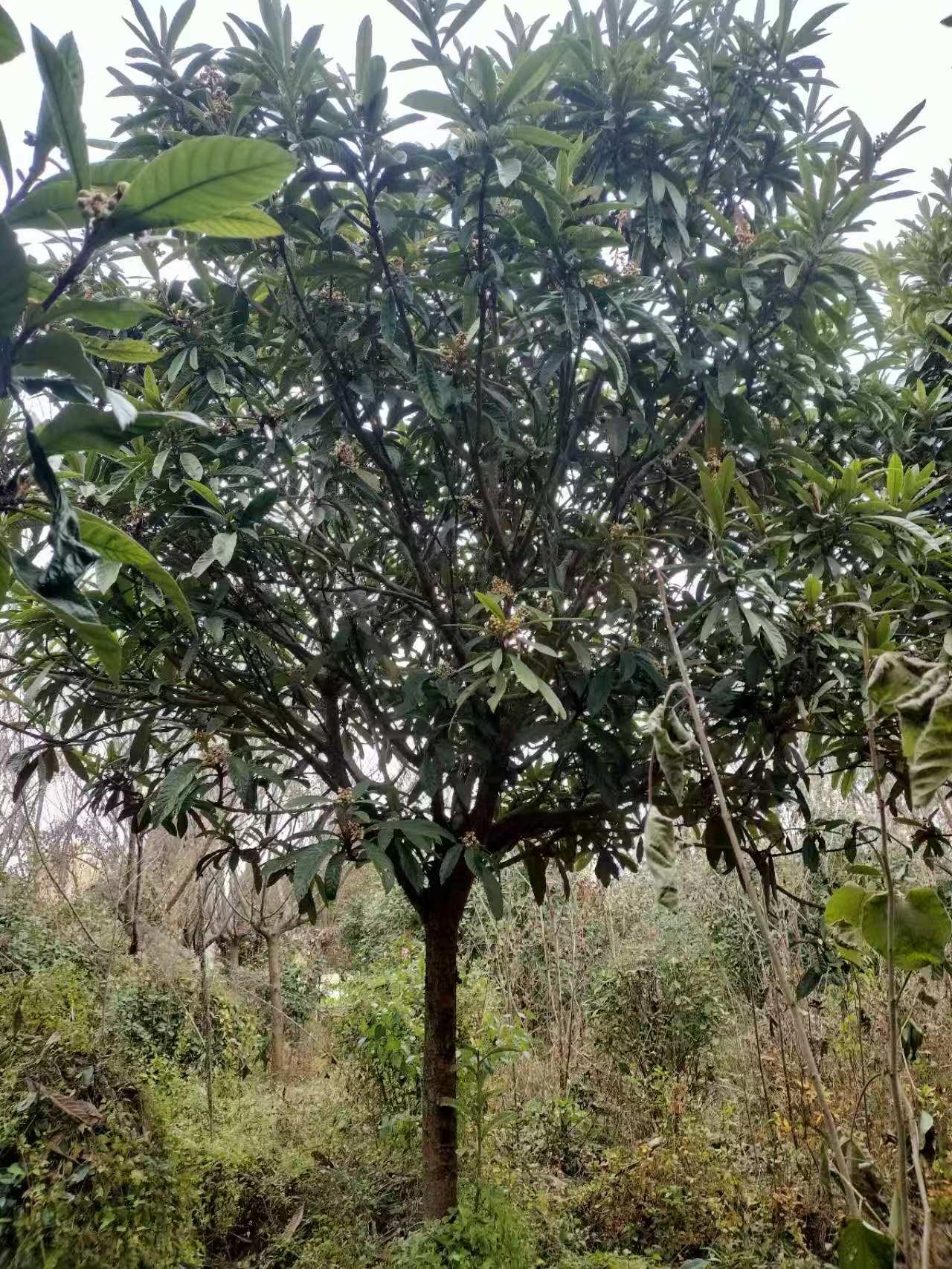绿植
