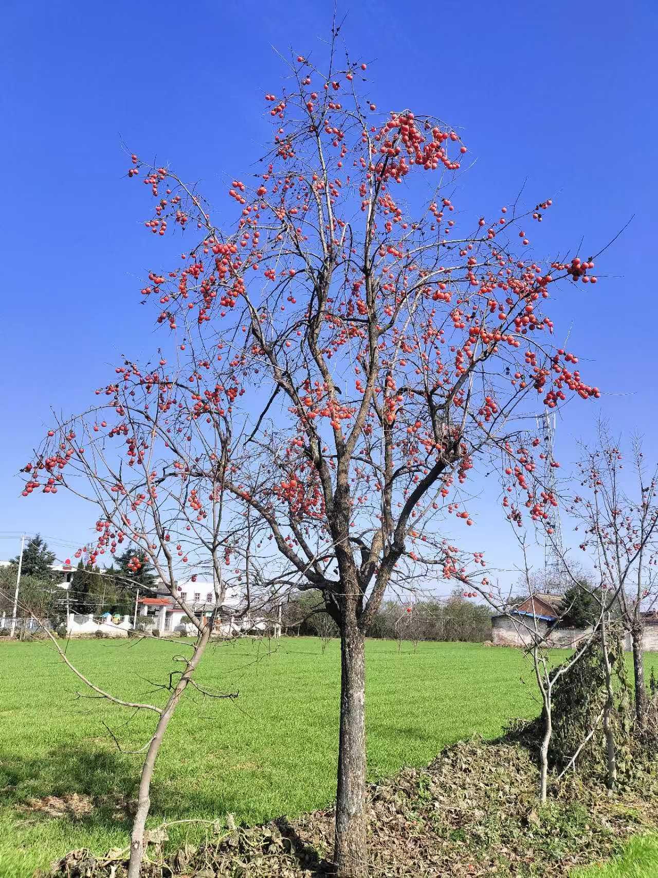 果树