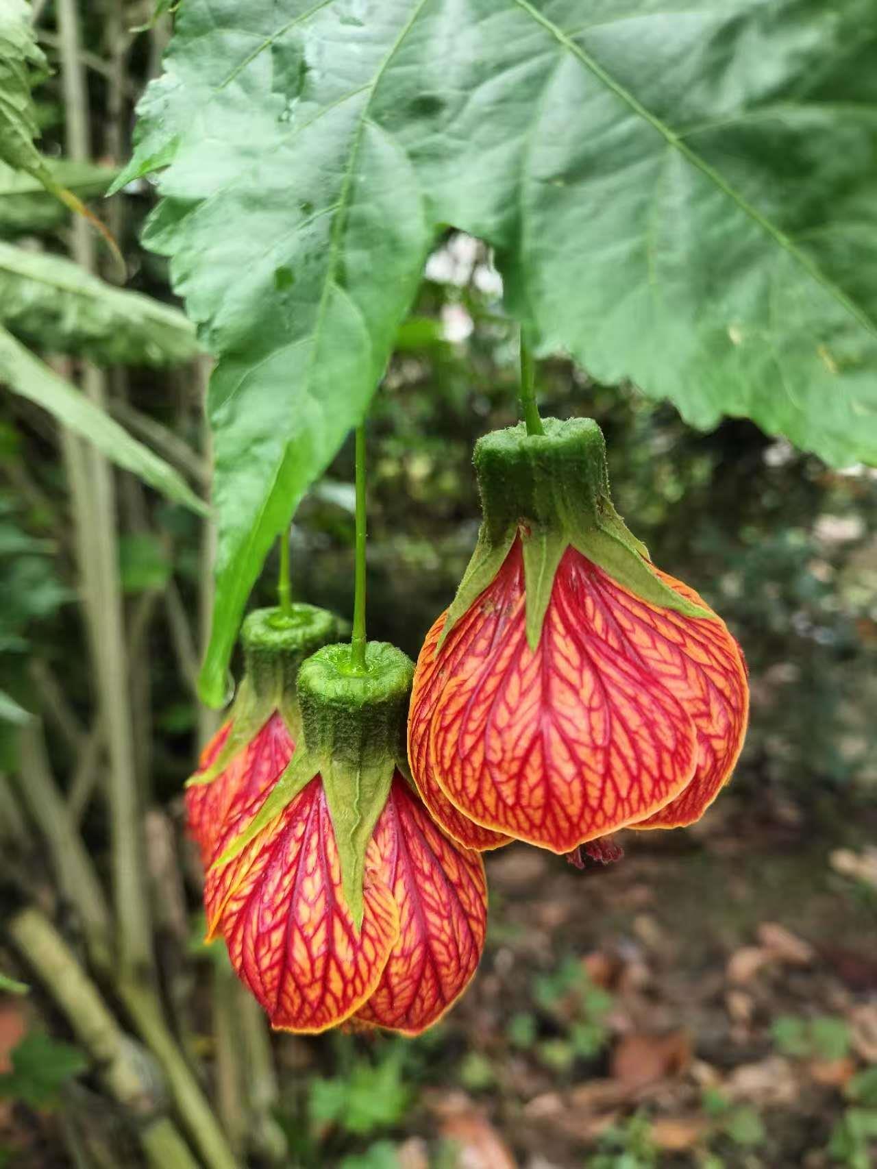 花类