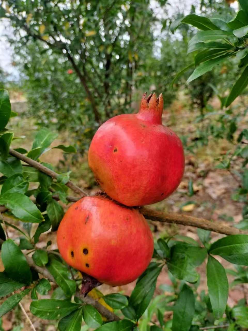 果树