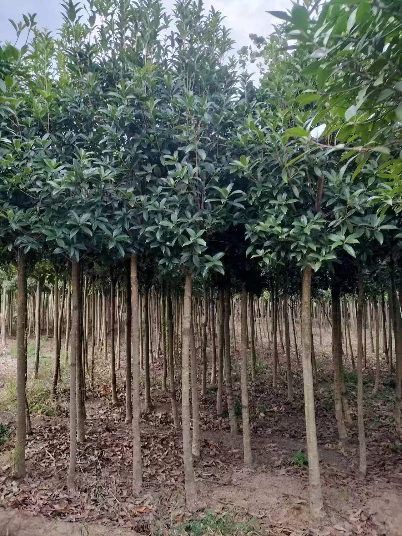 绿植