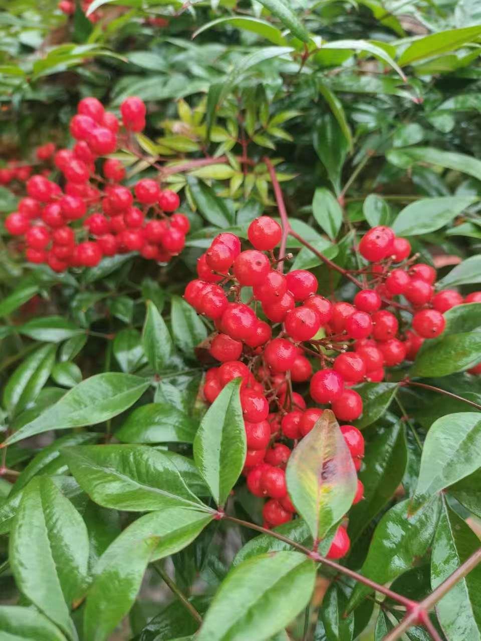 果树
