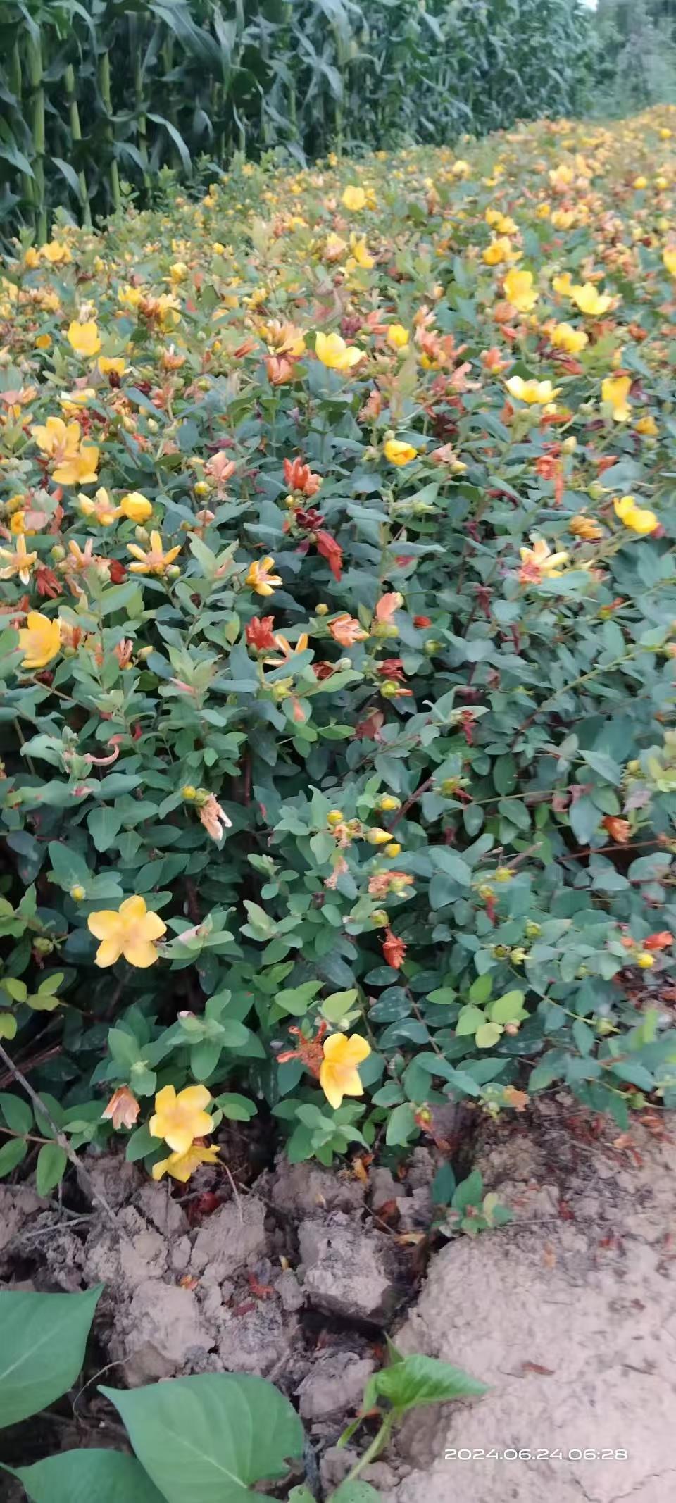 花类